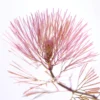 Red Cabomba