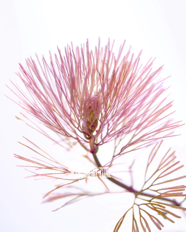 Red Cabomba