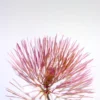 Red Cabomba