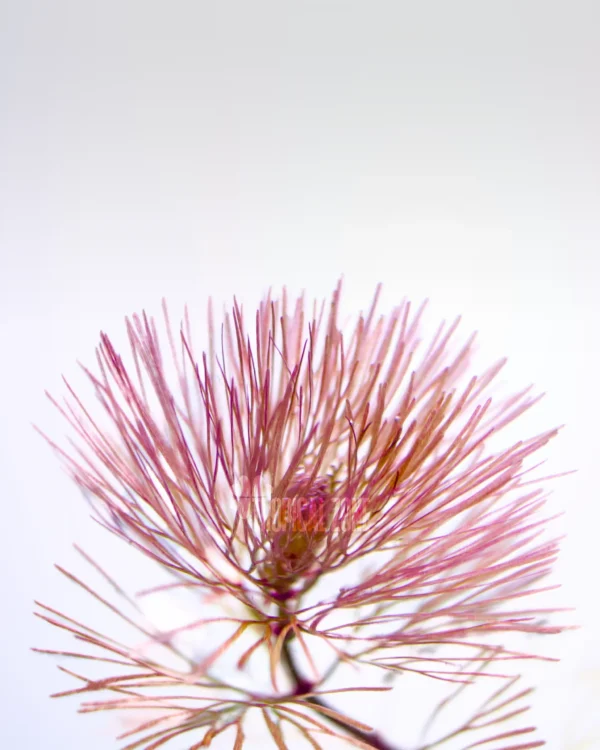 Red Cabomba