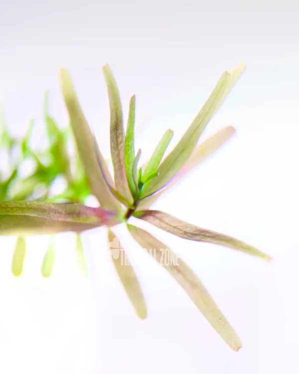 Rotala Rotundifolia Assam