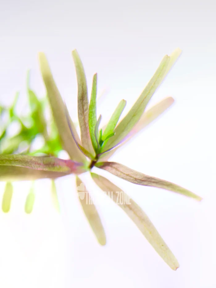 Rotala Rotundifolia Assam
