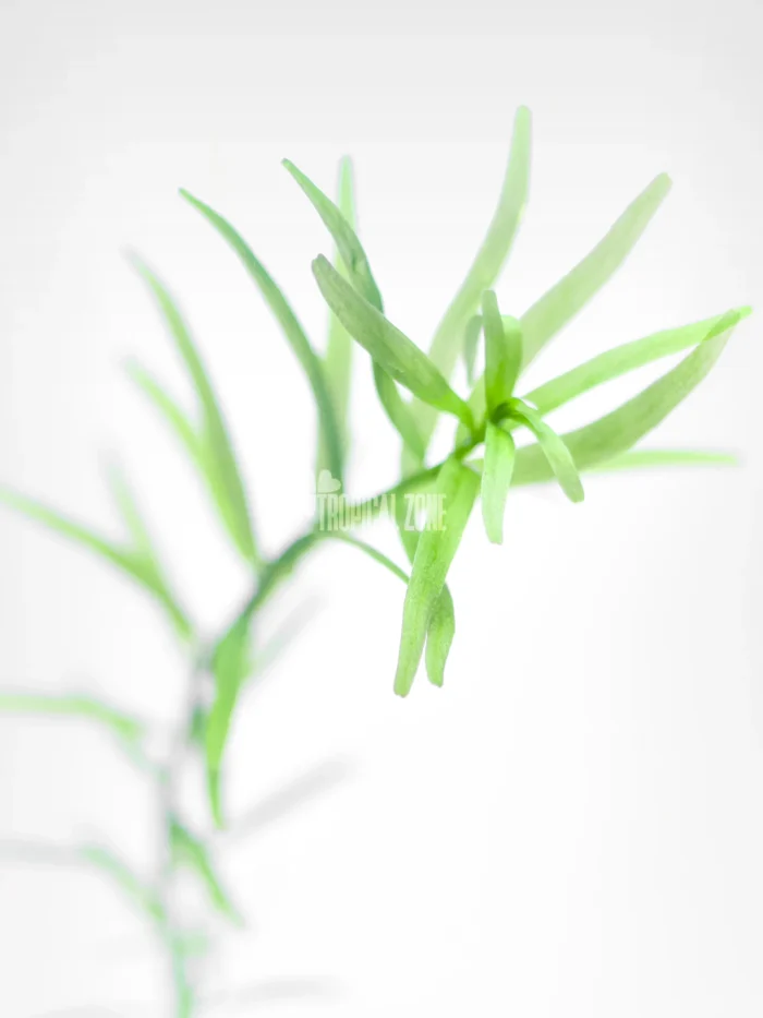 Rotala Rotundifolia 'Green'