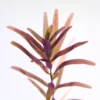 Rotala HRA