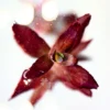 Rotala Macranda Mini Butterfly