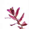 Rotala Macranda Mini Butterfly