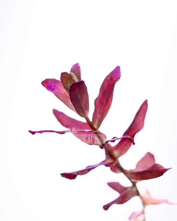 Rotala Macranda Mini Butterfly