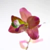 Rotala Macranda Pink