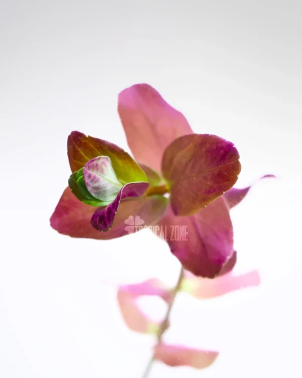 Rotala Macranda Pink