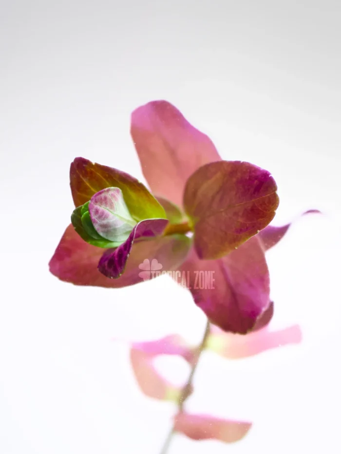 Rotala Macranda Pink