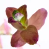 Rotala Macranda Pink