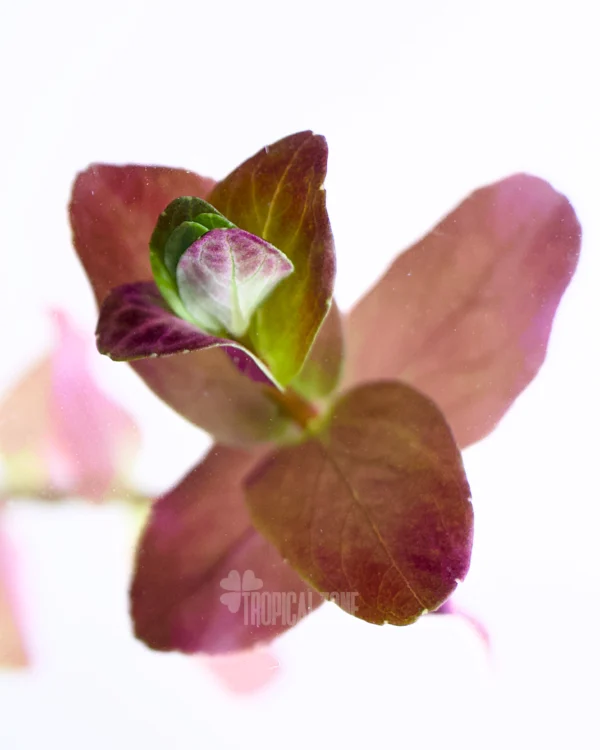 Rotala Macranda Pink