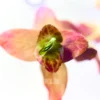 Rotala Macranda Pink