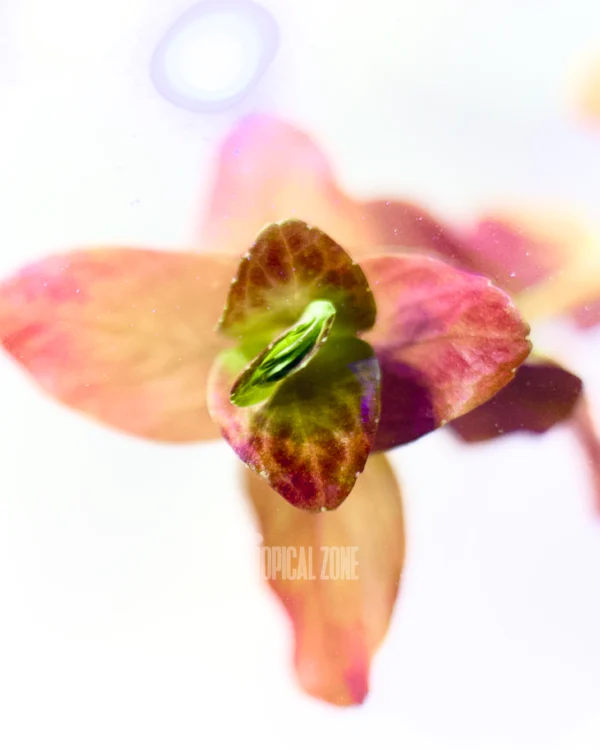 Rotala Macranda Pink