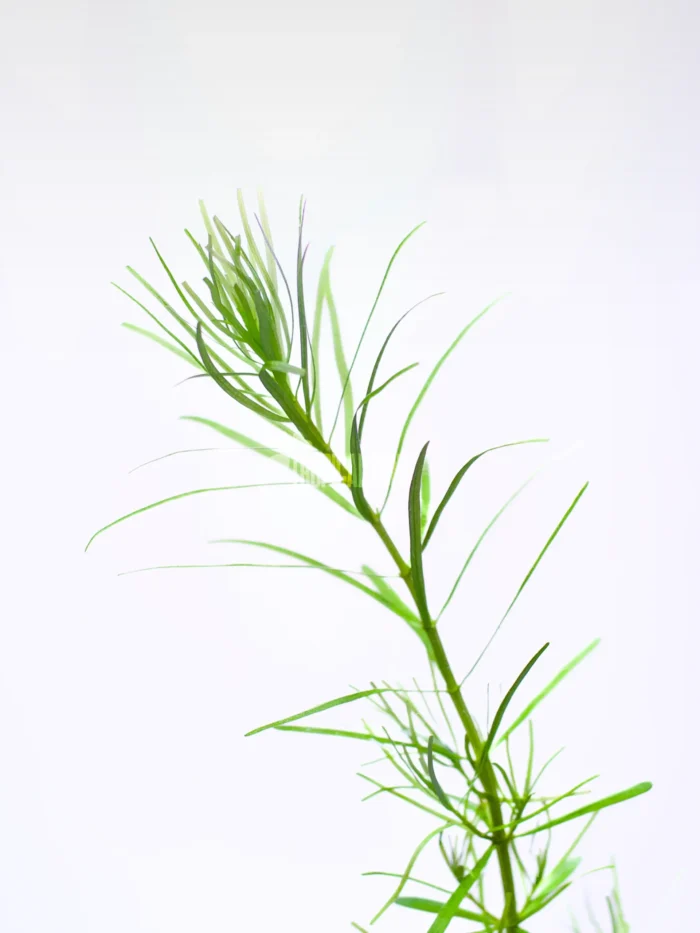 Rotala Nanjenshan