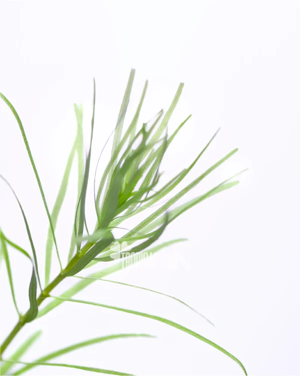 Rotala Nanjenshan