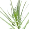 Rotala Nanjenshan
