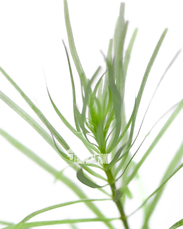 Rotala Nanjenshan