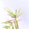 Rotala Rotundifolia Assam