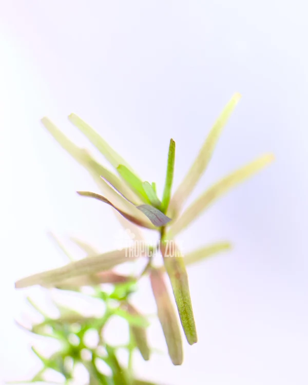 Rotala Rotundifolia Assam