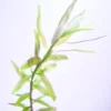 Rotala Rotundifolia Assam