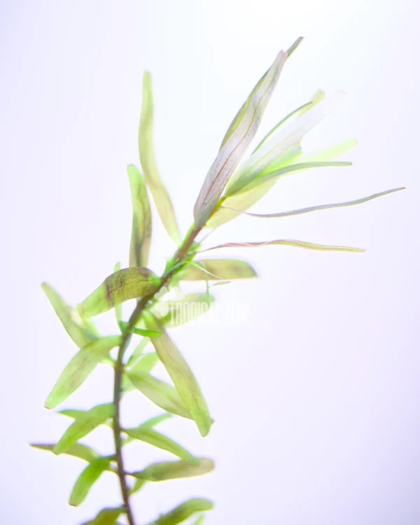 Rotala Rotundifolia Assam