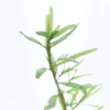 Rotala Sp Spikey