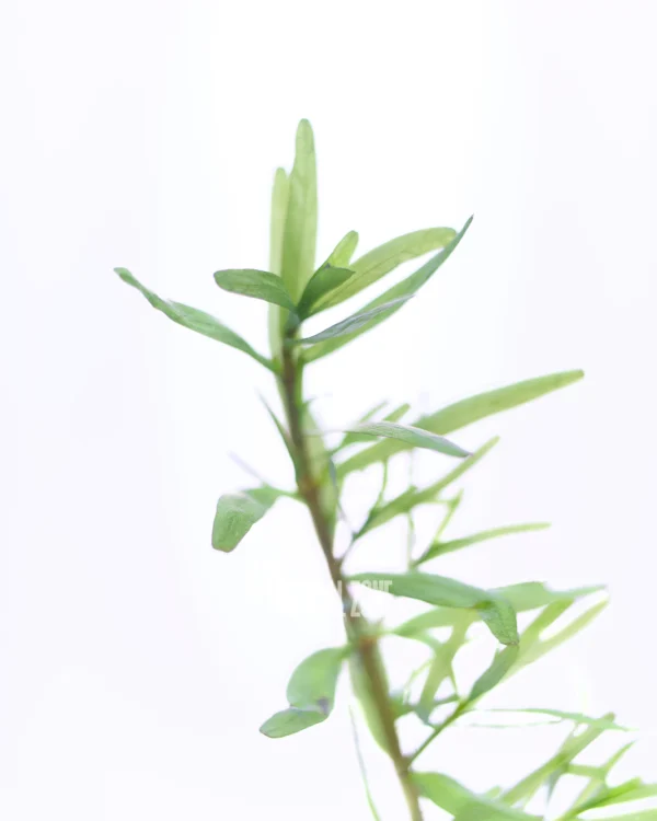 Rotala Sp Spikey