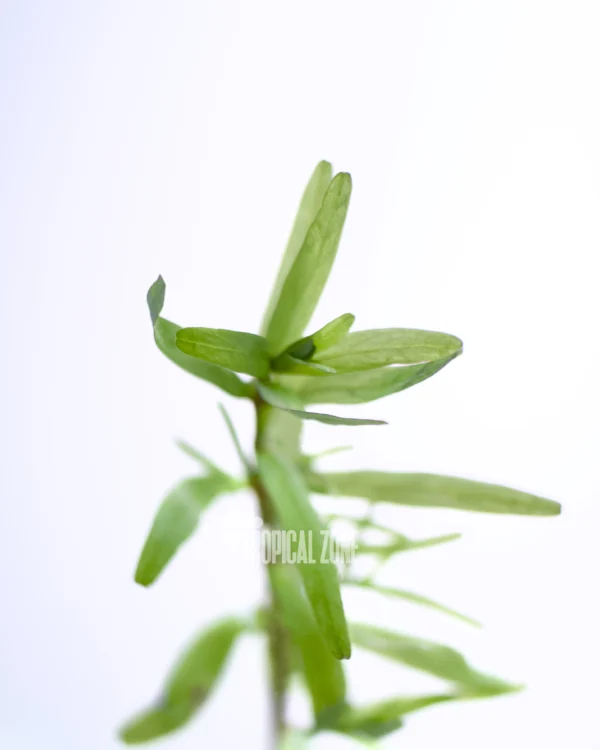 Rotala Sp Spikey