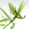 Rotala Sp Spikey