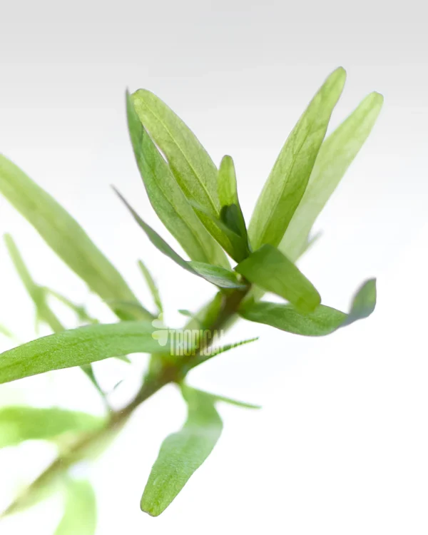 Rotala Sp Spikey