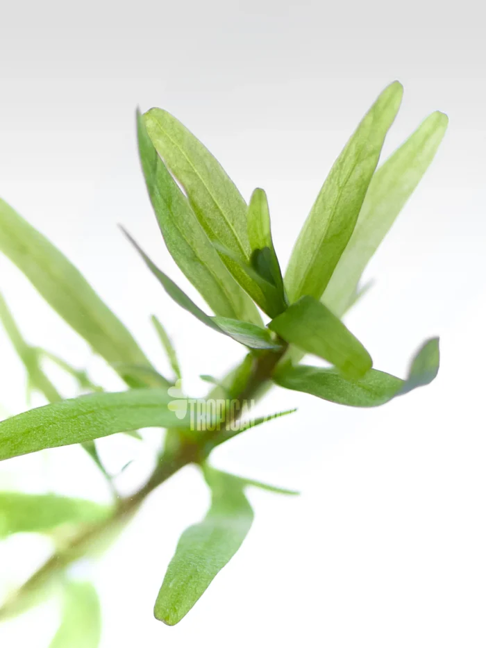 Rotala Sp Spikey