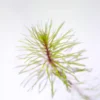 Rotala Wallichi Vietnam