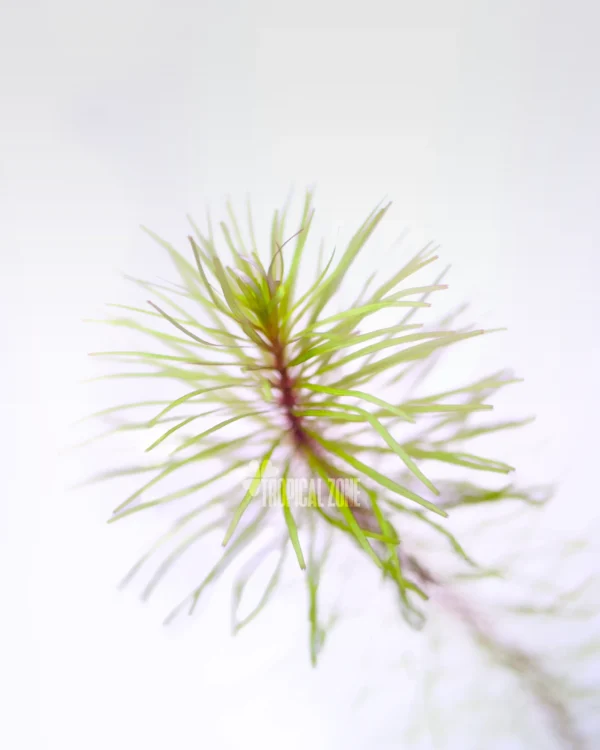 Rotala Wallichi Vietnam