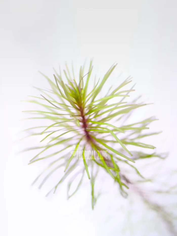 Rotala Wallichi Vietnam