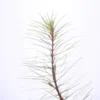 Rotala Wallichi Vietnam