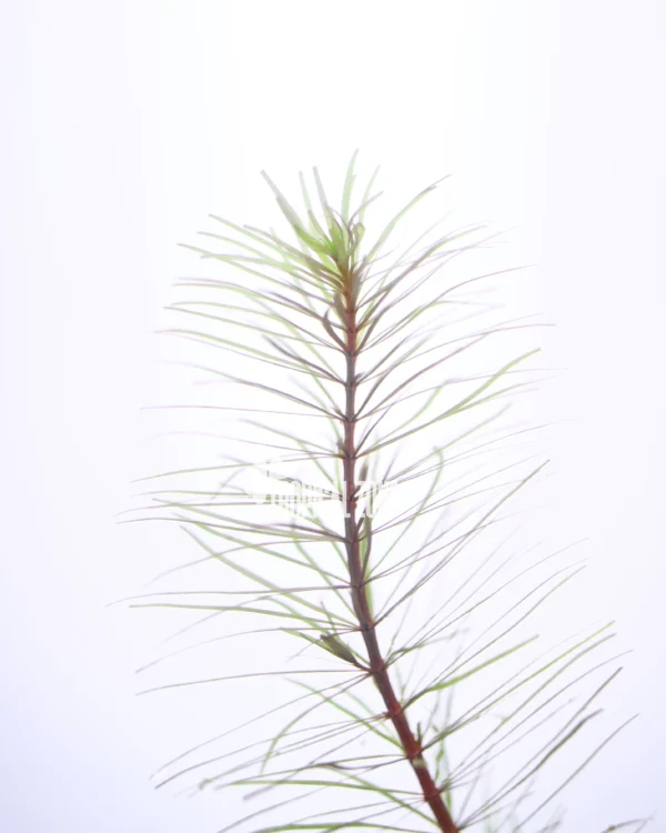 Rotala Wallichi Vietnam