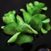 Salvinia Minima