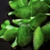 Salvinia Minima