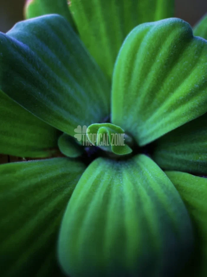 Water Cabbage