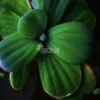 Water Lettuce