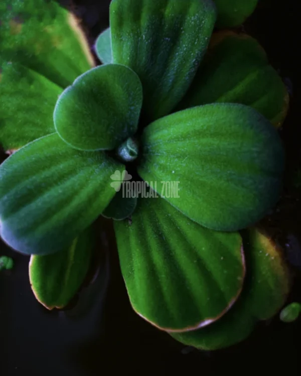 Water Lettuce