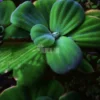 Water Lettuce