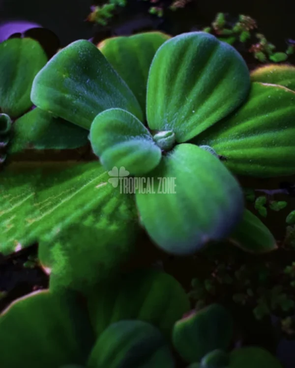 Water Lettuce