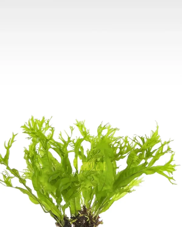 Java fern Windelov