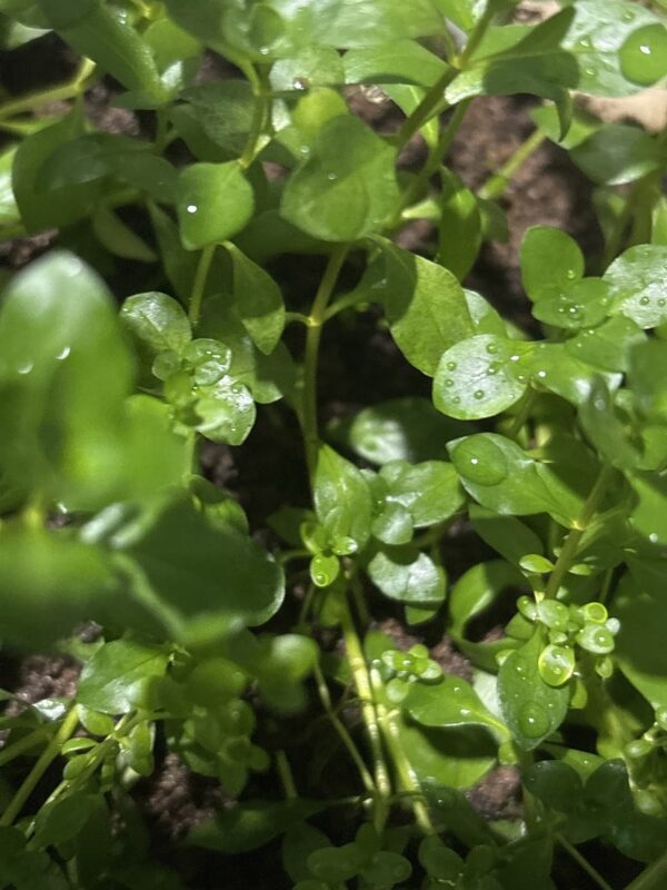 Ludwigia Arcuata