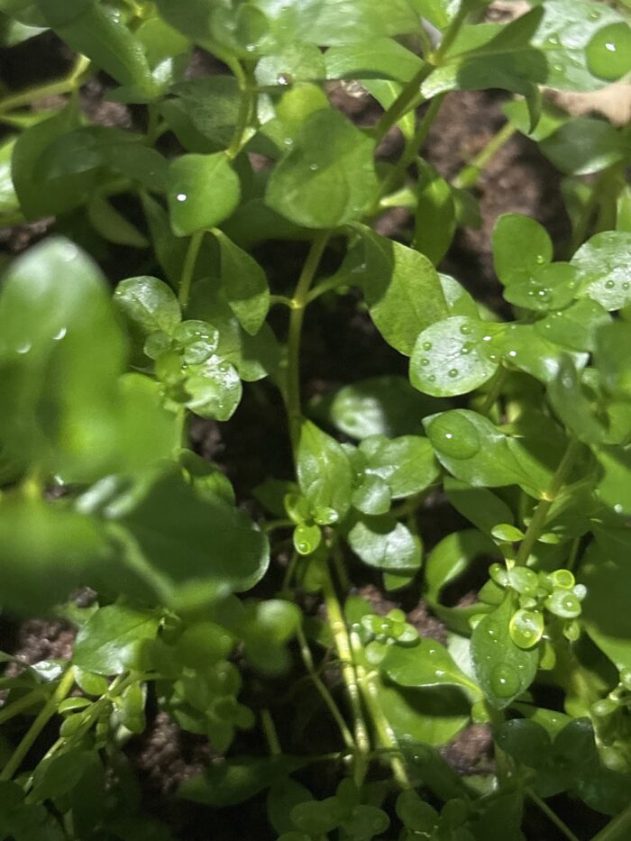 Ludwigia Arcuata