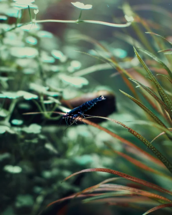 Blue Diamond Shrimp