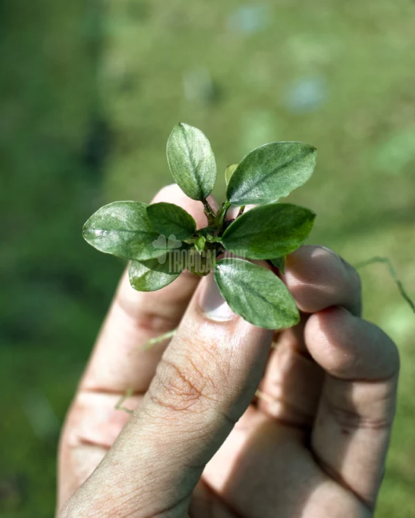 Anubias Nana Jade