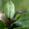 Anubias Nana Jade